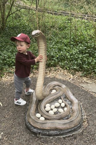 King Cobra  Saint Louis Zoo