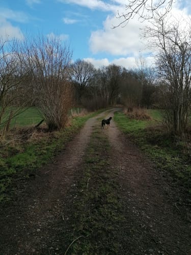 Am Schülper Moor