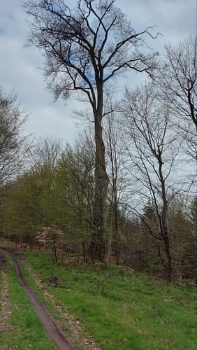 Burgberg - Hochmark