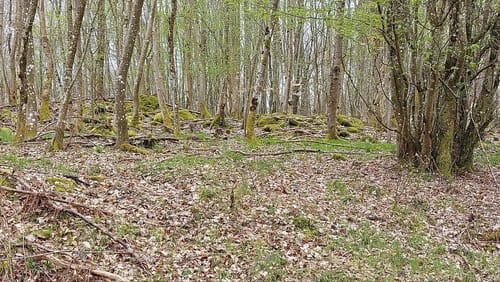Burgberg - Hochmark