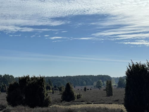 Südheide W2: Wo der Wald mit der Heide kusselt (lange Tour)