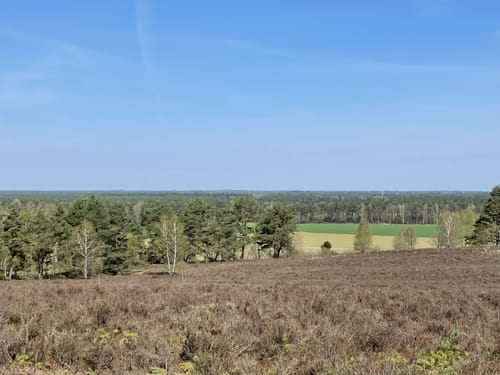 Südheide W2: Wo der Wald mit der Heide kusselt (lange Tour)