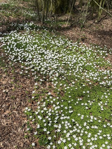 Waldlehr- und Erlebnispfad Störkathener Heide
