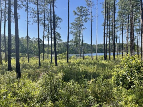 Best Hikes and Trails in Bear Lake Recreation Area | AllTrails