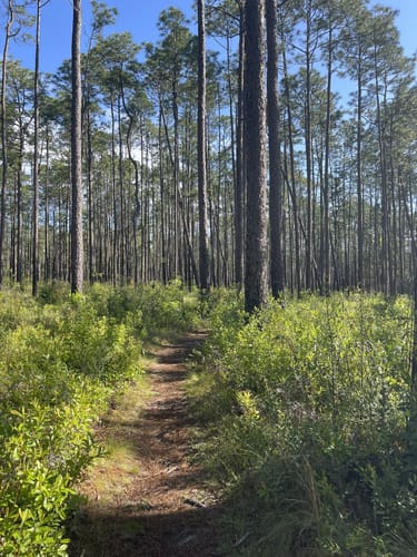 Best Hikes and Trails in Bear Lake Recreation Area | AllTrails