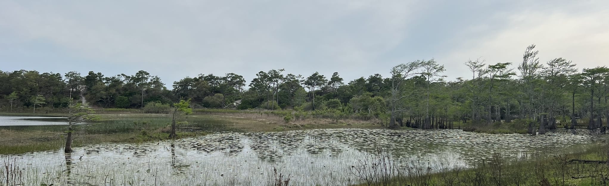 Topsail Hill Deer Track Trail 23 Reviews, Map Florida AllTrails