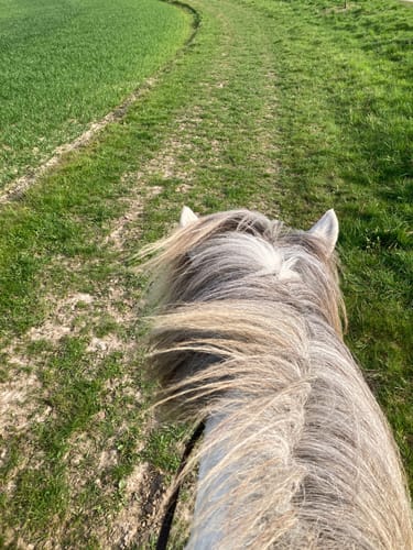 Kleiner Waldrundweg im Vogelsang