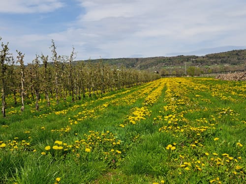 Überlinger See