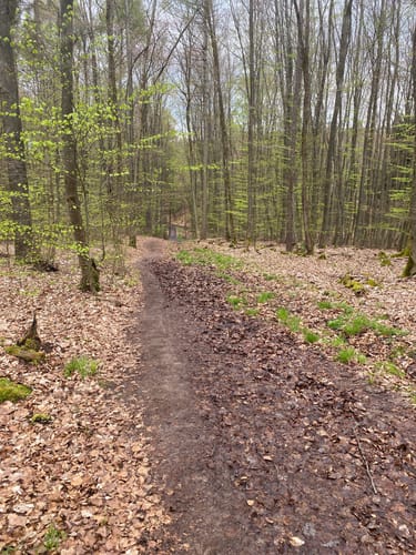 Vom Cappeler Friedhof zur Burgruine Frauenberg