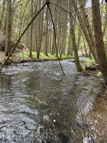 Oberes Baybachtal (Traumschleife)