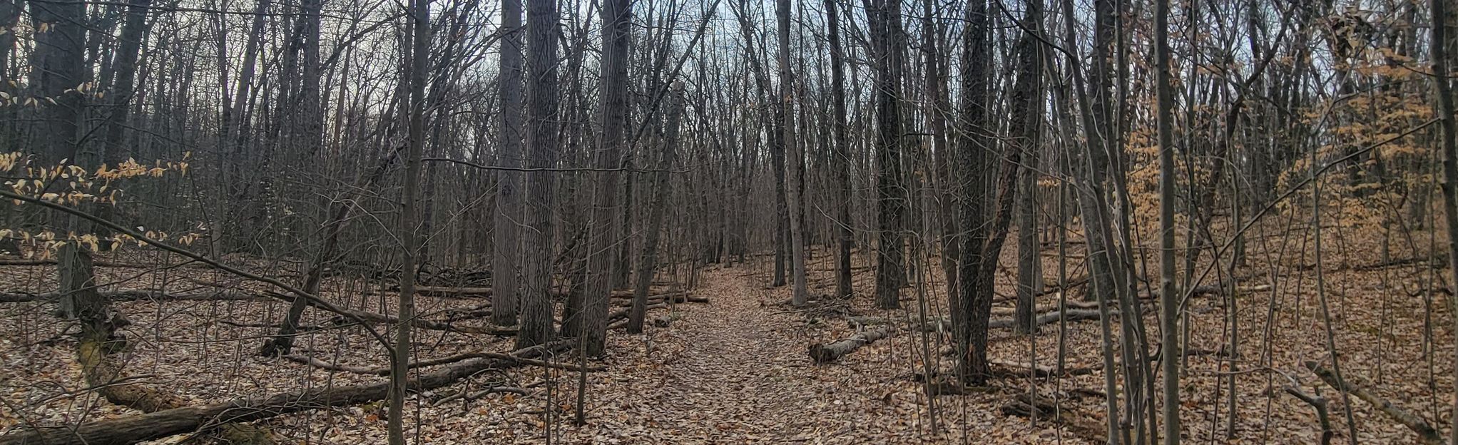 Knapp Valley Forest Hiking Trail, Michigan - 262 Reviews, Map | AllTrails