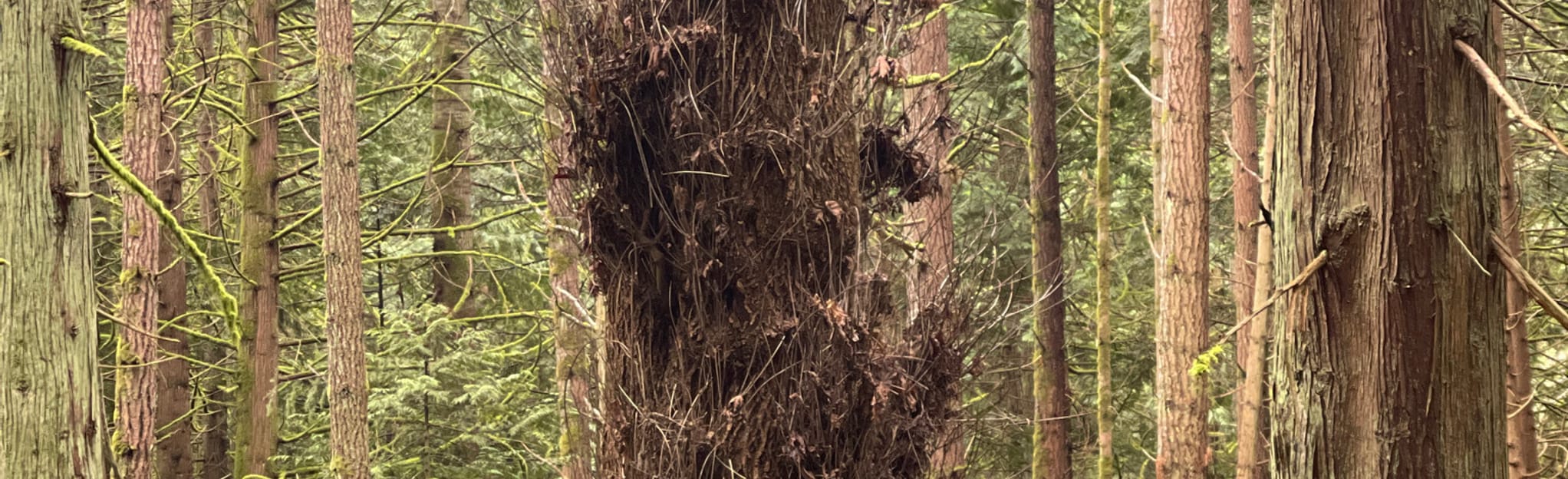 Mallett Creek Loop, British Columbia, Canada 39 Reviews, Map AllTrails