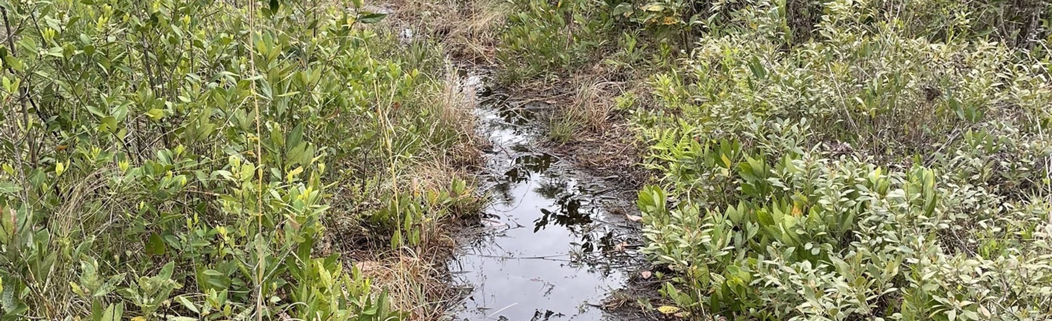 Boiling Spring Lake Preserve Loop 57 Fotos North Carolina AllTrails