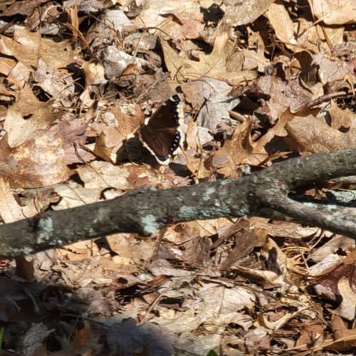 Best Hikes and Trails in Sandown Town Forest AllTrails