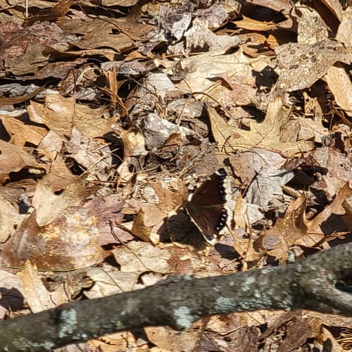 Best Hikes and Trails in Sandown Town Forest AllTrails