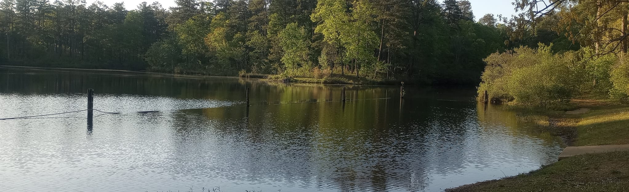 Coleman Lake Loop, Alabama 55 Reviews, Map AllTrails