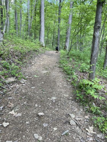 Best Hikes and Trails in Armco Park | AllTrails