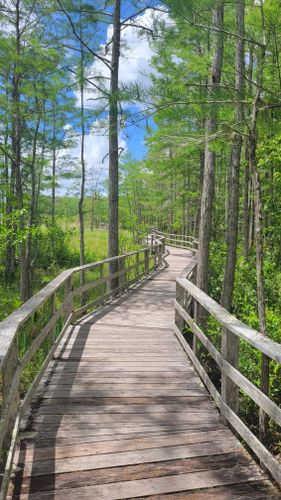 Best Hikes And Trails In Corkscrew Regional Ecosystem Watershed 