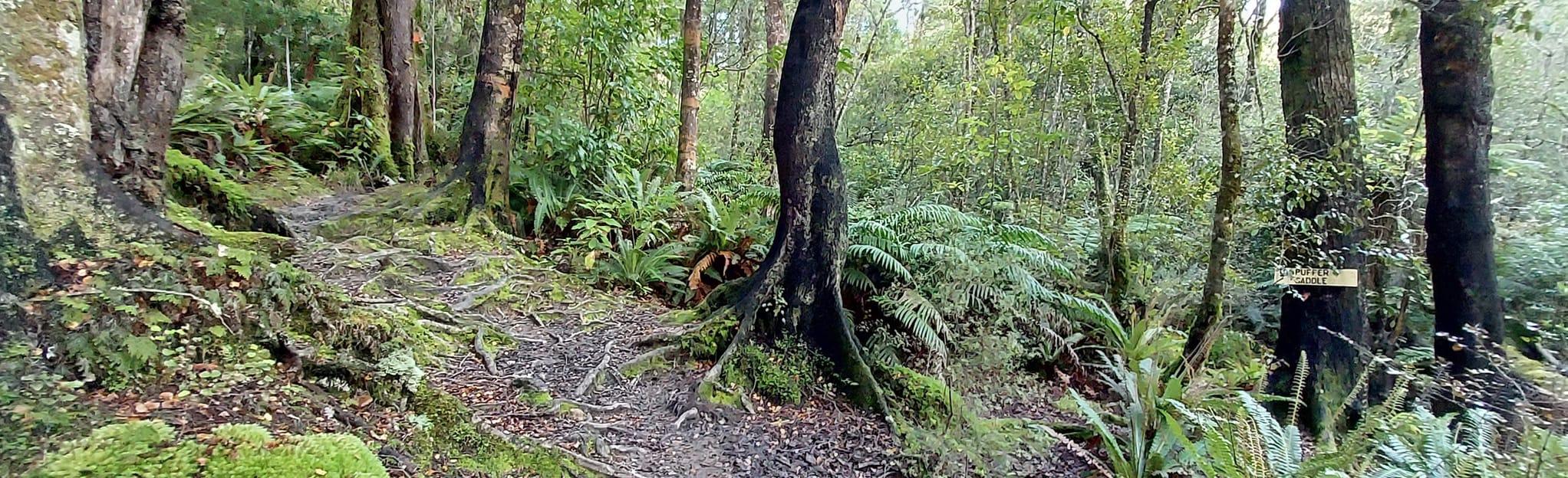 Alpha Hut via Block 16 Track, Wellington, New Zealand Map, Guide AllTrails