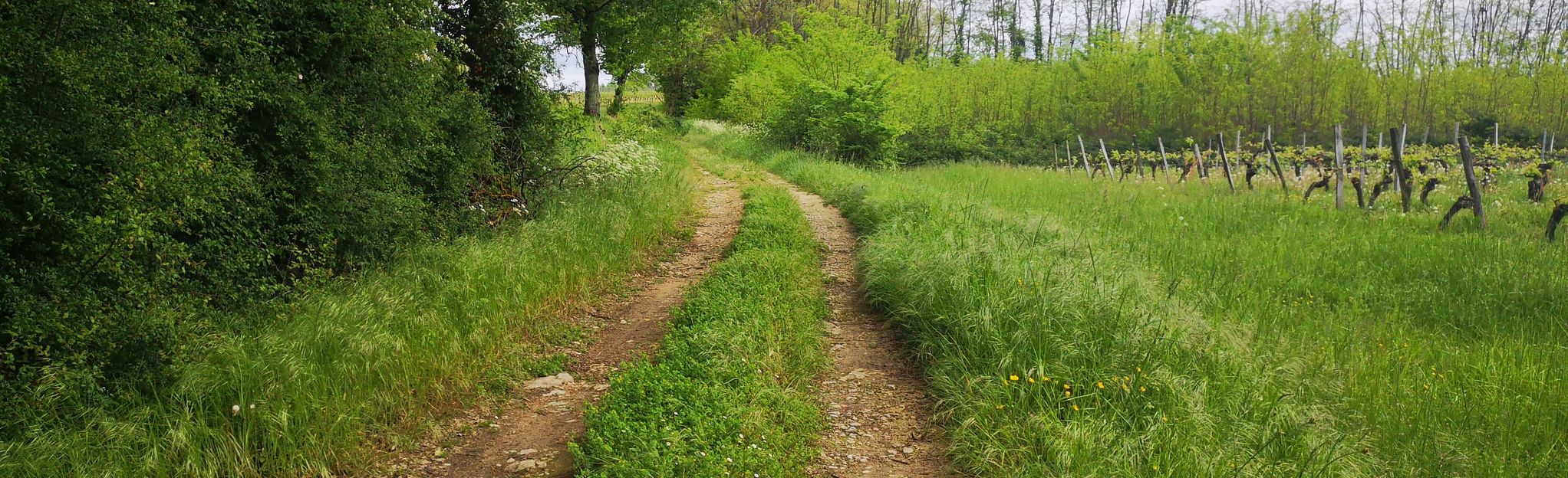 Frontenac Boucle De La Commanderie De Sallebruneau Fotos Gironde Frankreich Alltrails