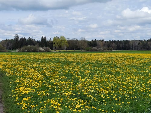 Rund um Aichbühl