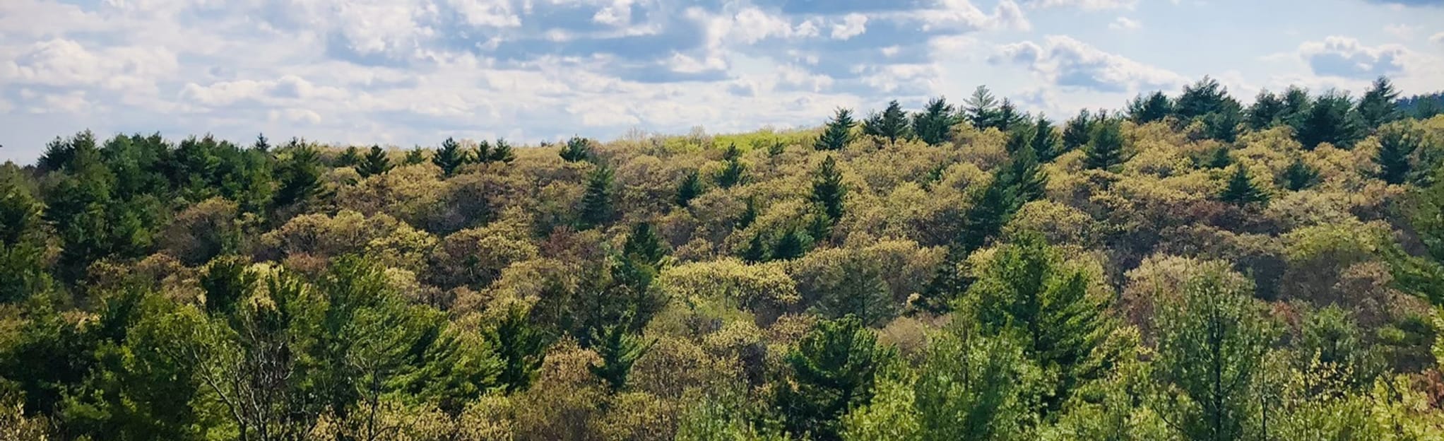 AllTrails Eliot Tower via Wolcott, Breakneck, Chestnut Run, and