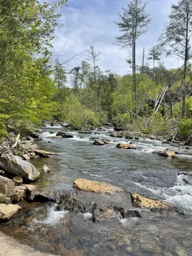 10 Best Hikes and Trails in Cohutta Wildlife Management Area | AllTrails