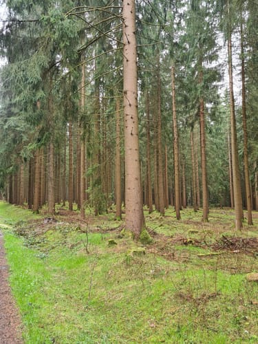 Geyerscher Wald - Hermannsdorfer Wiesen