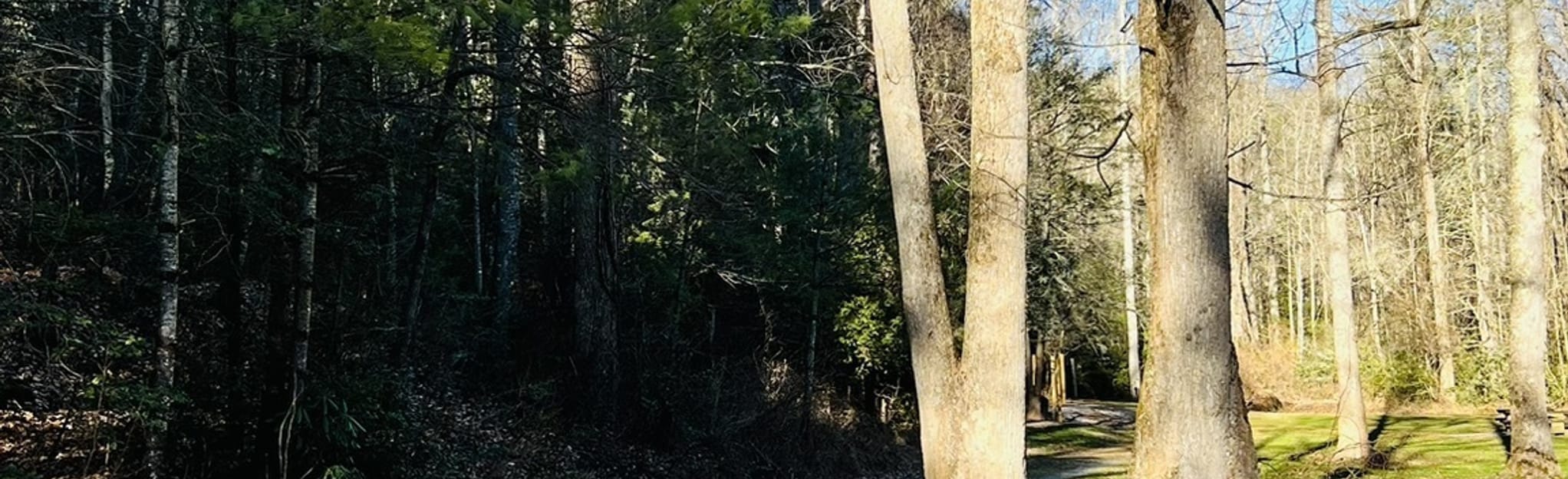 Bear Branch Loop Trail 79 Reviews, Map North Carolina AllTrails