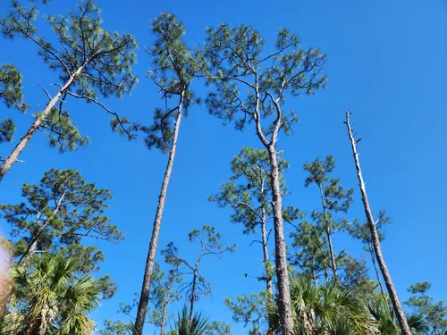 Best Hikes and Trails in Gordon River Greenway Park | AllTrails