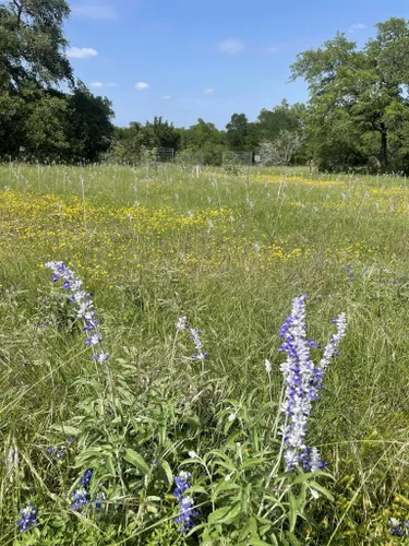 Plant a Wildflower Meadow - Lady Bird Johnson Wildflower Center