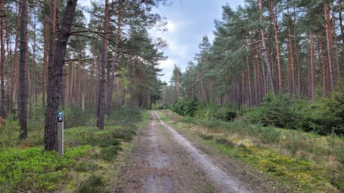 Heidschnuckenweg Etappe 11: Oberoher Heide - Weesen