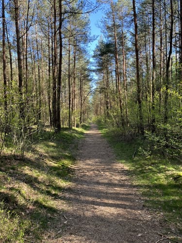 Durchs Barneführerholz
