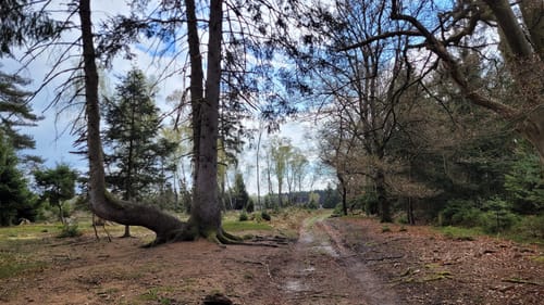 Heidschnuckenweg Etappe 11: Oberoher Heide - Weesen