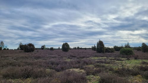 Heidschnuckenweg Etappe 11: Oberoher Heide - Weesen