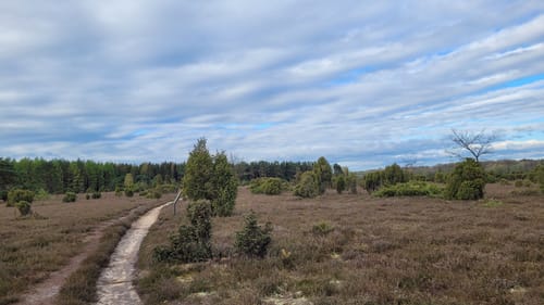 Heidschnuckenweg Etappe 11: Oberoher Heide - Weesen