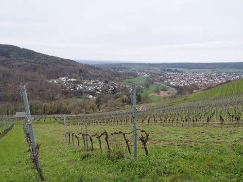 An den Michelbacher Weinbergen