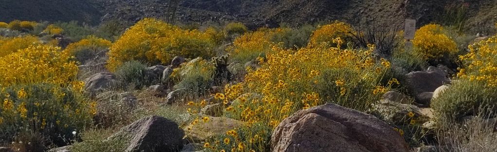 Borrego Palm Canyon