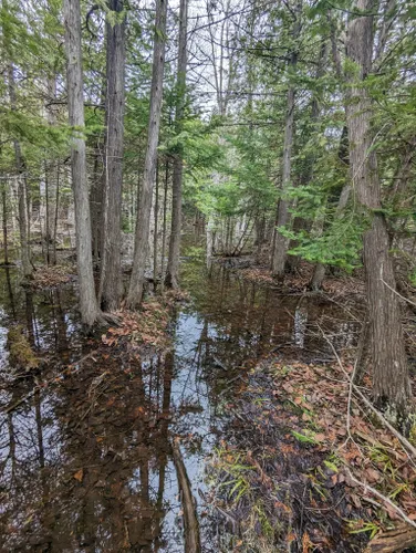 Best Hikes And Trails In Onaway State Park 