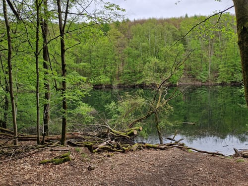 Urwald Tour (Premiumwanderweg)