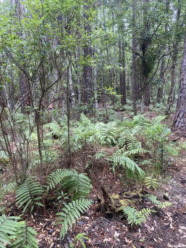 Best Hikes and Trails in Brooker Creek County Preserve | AllTrails