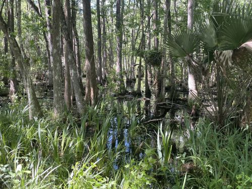 Best Hikes And Trails In Nocatee Preserve Alltrails 5808