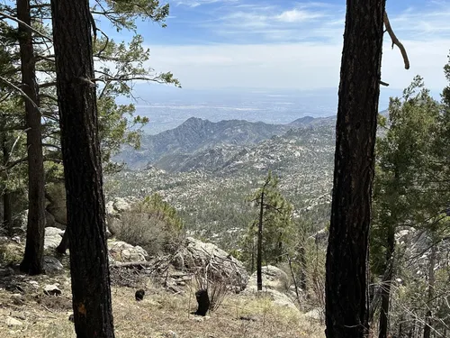 Best hikes mt on sale lemmon