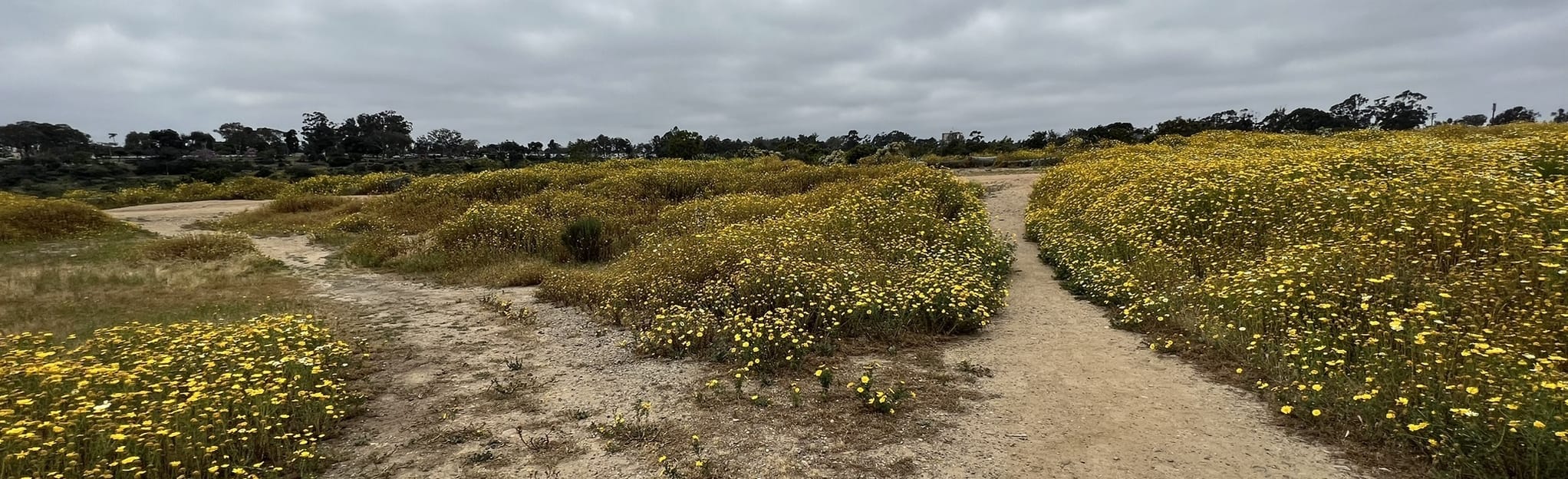 AllTrails Morley Field Trail 258 Reviews, Map California