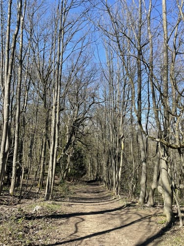 Premiumspazierwanderweg: Intro Tour Rheingrafenstein