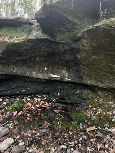 Best Hikes and Trails in Stafford Civil War Park Loop | AllTrails