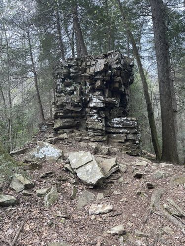 Escape to the Ancient: Exploring Tennessee's Old Forest State Natural Area