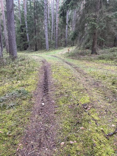 Rundwanderweg Nördlich von Goldbühl