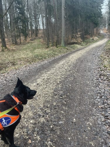 Rundwanderweg Nördlich von Goldbühl