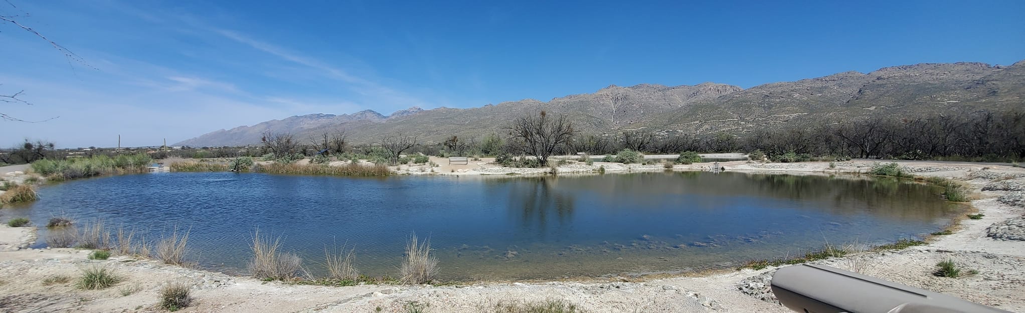 Agua Caliente Park Loop Trail - Arizona | AllTrails